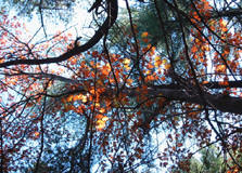 Trees